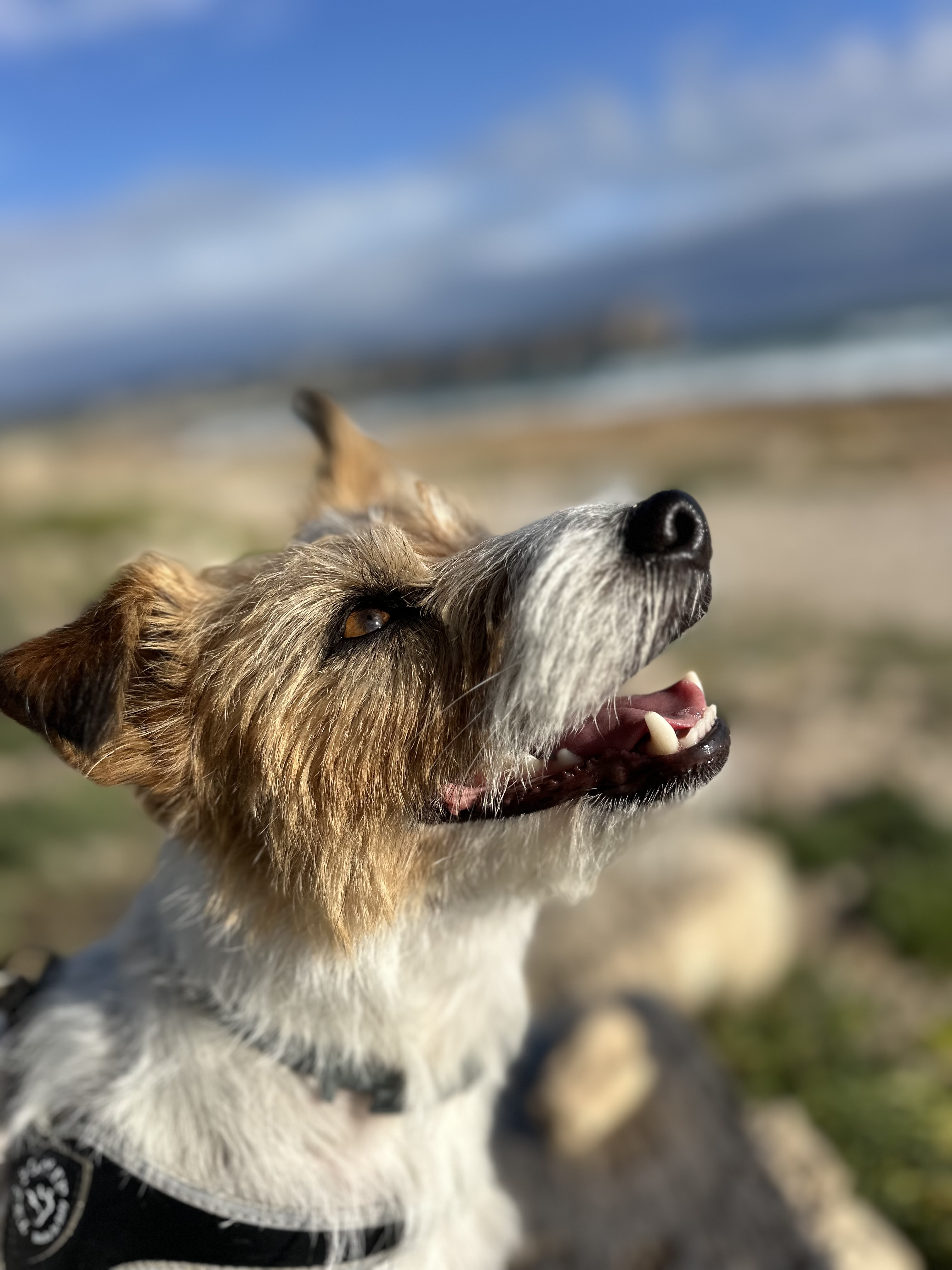 Do – Office Dog & Chief Happiness Officer