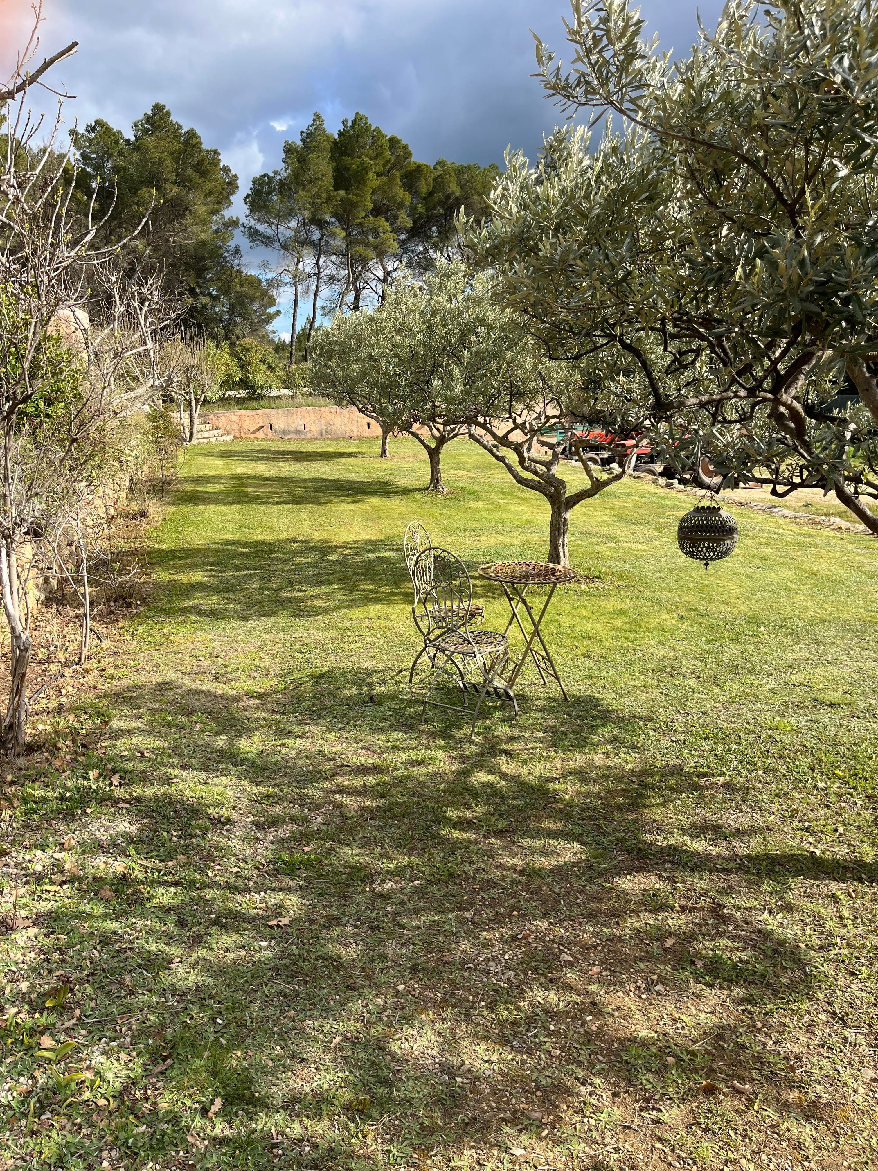 Olijfbomen